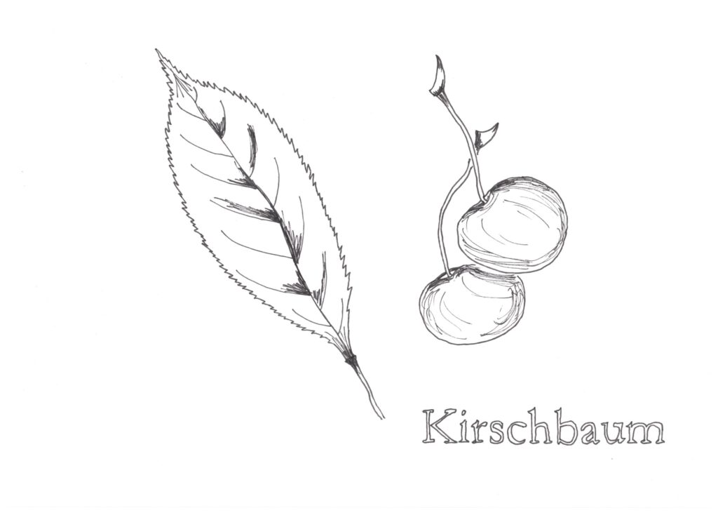 Kirschbaum Skizze