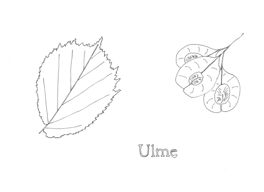 Ulme Skizze